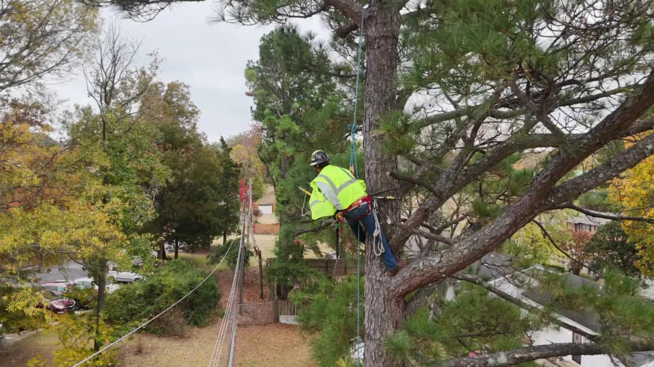 Professional tree care services in Edmond, Oklahoma - Expert arborists providing white glove service