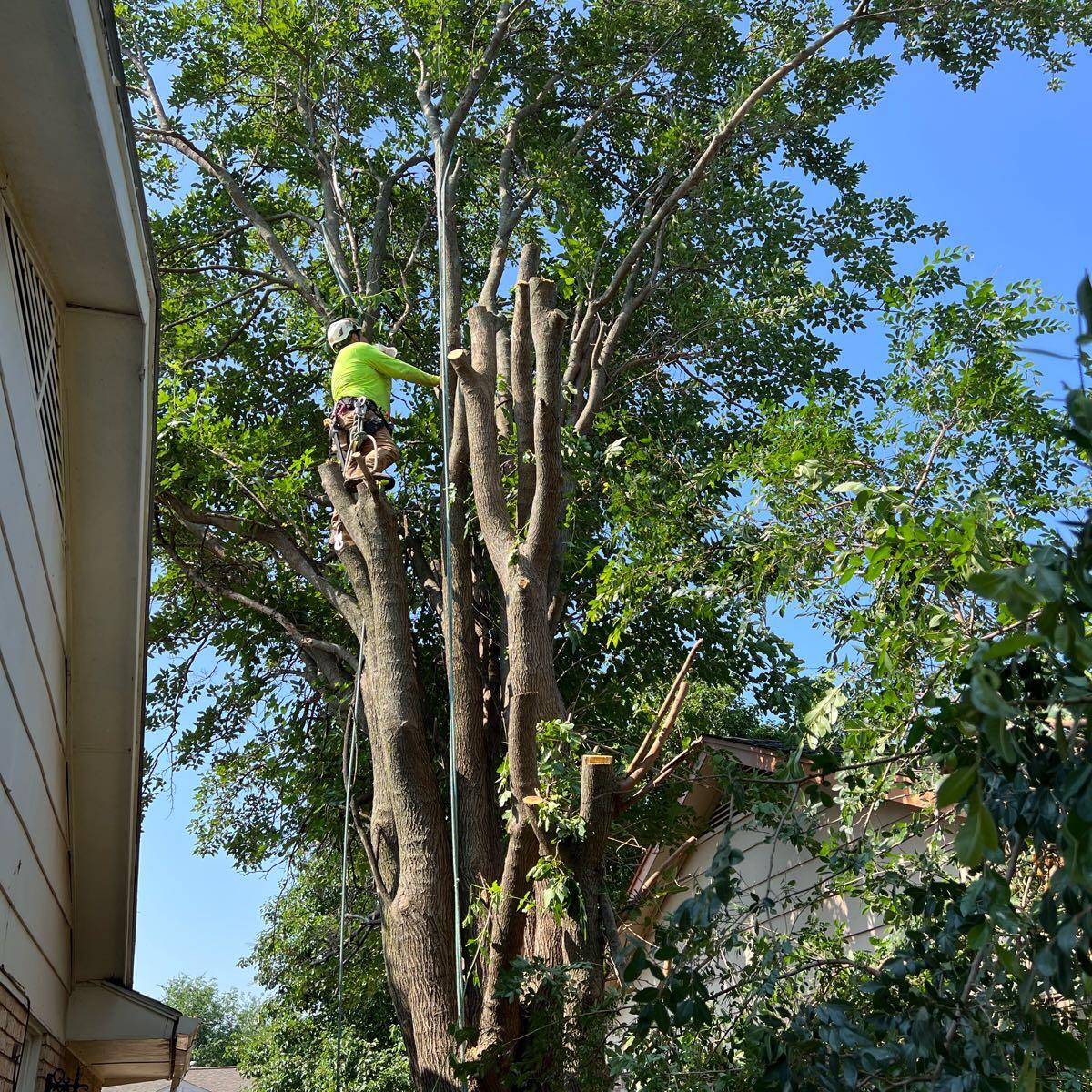Expert tree trimming services in Edmond & OKC Metro - Professional pruning for healthy trees