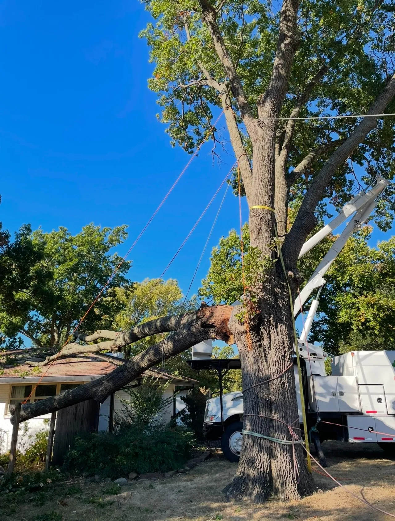 Expert tree care services by Redbud Tree Service in Edmond - Professional equipment and techniques