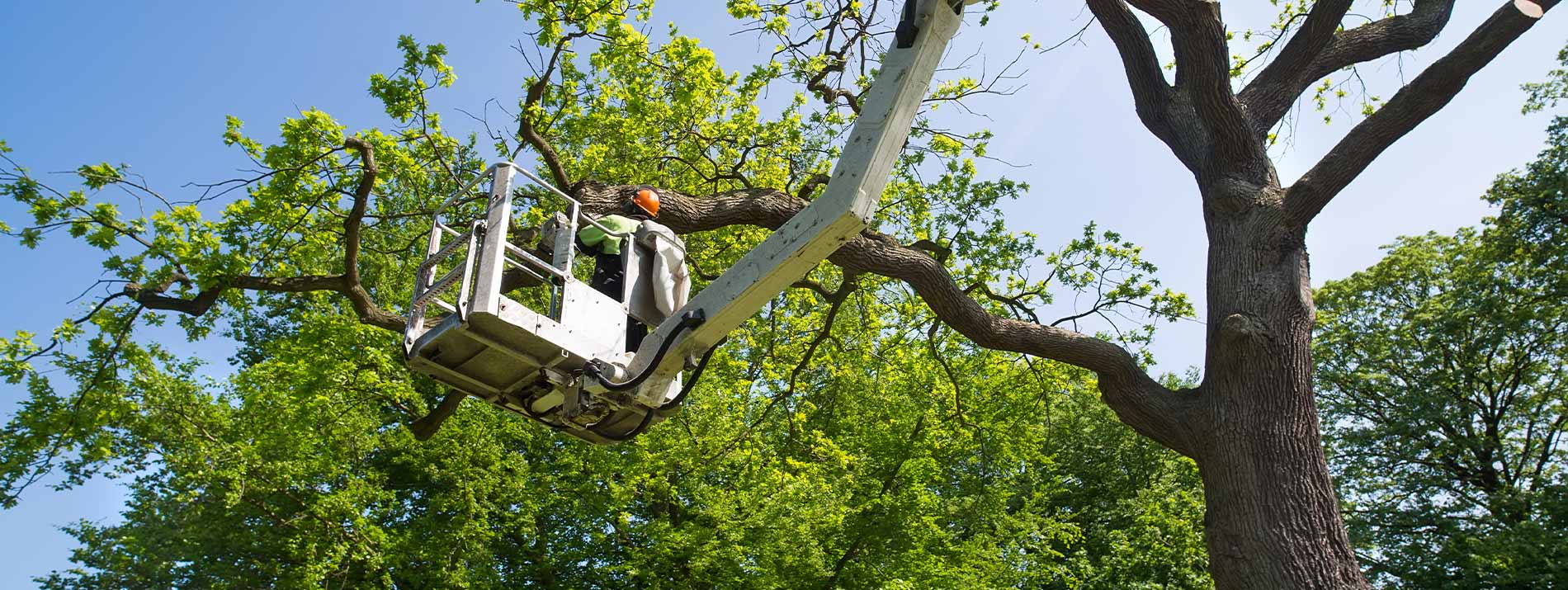 Comprehensive tree health and maintenance in Edmond & OKC Metro - Year-round care