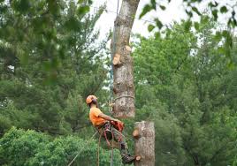 Safe and professional tree removal service in Edmond & OKC Metro - Fully insured tree experts